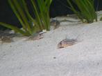 Corydoras volwassen, Dieren en Toebehoren, Vissen | Aquariumvissen