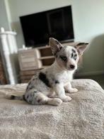 Prachtige welsh corgi cardigans, Particulier, 8 à 15 semaines, Plusieurs, Hépatite contagieuse (maladie de Rubarth)