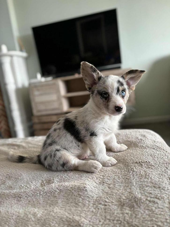 Prachtige welsh corgi cardigans, Animaux & Accessoires, Chiens | Bergers & Bouviers, Plusieurs animaux, Berger, Particulier, Plusieurs