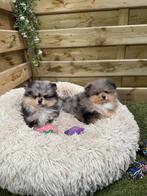 Prachtige pomeriaan pups, Dieren en Toebehoren, België, Keeshond, CDV (hondenziekte), 8 tot 15 weken