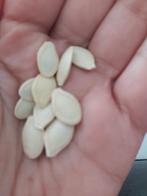 15 graines de courgettes BLACK BEAUTY semences paysannes, Printemps, Enlèvement ou Envoi