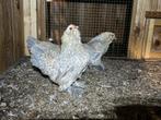 Ukkelse Baardkrielen koppels, Dieren en Toebehoren, Pluimvee, Meerdere dieren, Kip