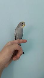 Golvende parkieten geven, Dieren en Toebehoren