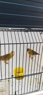 krusing sijs x raza  kanarie, Dieren en Toebehoren