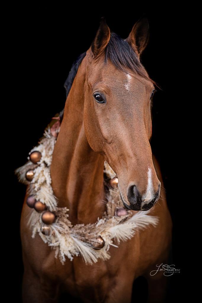 Jument baie, 6.5 ans, KWPN, Dieren en Toebehoren, Paarden en Pony's | Overige Paardenspullen, Dressuur
