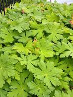 Bodembedekkers geraniums 40st per bak (8,00euro per bak), Ophalen, Bodembedekkers, Volle zon, Vaste plant