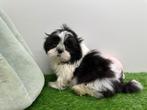 Shih Tzu pups, Dieren en Toebehoren, Honden | Chihuahua's en Gezelschapshonden, België, Overige rassen, 8 tot 15 weken, CDV (hondenziekte)