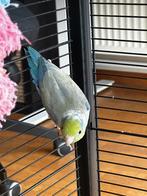 Forpus - 2 jaar, Geslacht onbekend, Dwergpapegaai of Agapornis, Geringd