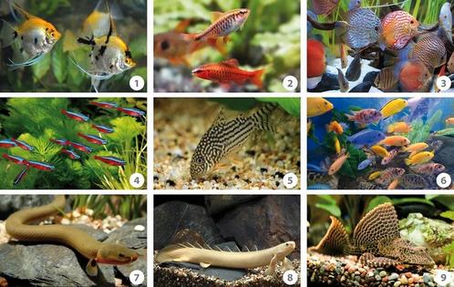 Ik ben een gratis vissen opvang, Dieren en Toebehoren, Vissen | Aquariumvissen, Zoetwatervis, Overige typen