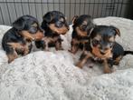 Yorkshire terrier pups, Dieren en Toebehoren, CDV (hondenziekte), Meerdere, 8 tot 15 weken, Meerdere dieren