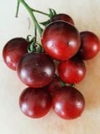 Tomate Helsing Junction Blues - 5 graines, Envoi, Printemps, Plein soleil, Graine