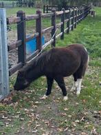 Hengst veulen, Dieren en Toebehoren, Hengst