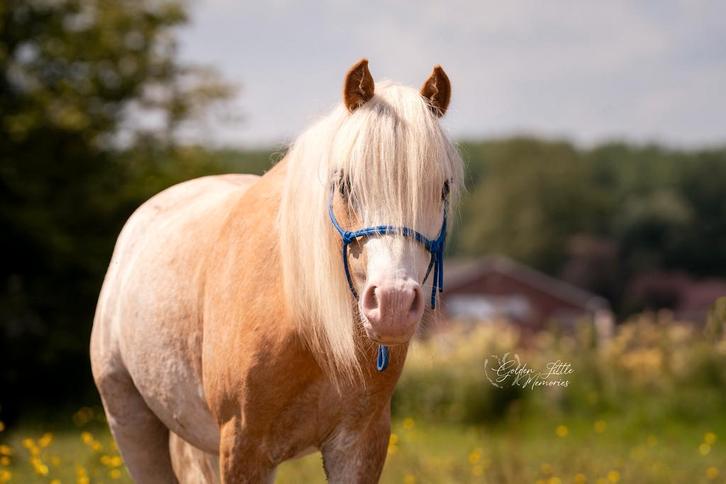 Verzorgpony aangeboden Kampenhout, Dieren en Toebehoren, Pony's, Ruin, Niet van toepassing, B pony (1.17m tot 1.27m), Recreatiepony