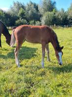 2jarige pony merrie, Dieren en Toebehoren, Merrie, Met stamboom, Springpony, 0 tot 2 jaar