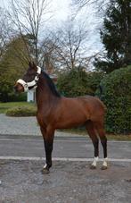 3,5 jarige d pony, Animaux & Accessoires, Poneys, Débourré, Poney D (1.37 m à 1.48m), Étalon, Poney de saut