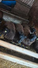 Bokken à vendre, Mâle, Mouton, 0 à 2 ans