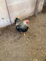 Wyandotte hanen, Dieren en Toebehoren, Mannelijk, Kip