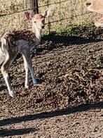 Bambies van 2024,Damherten , Opgelet , bijna laatste stuks, Dieren en Toebehoren, Runderen, Meerdere dieren, 0 tot 2 jaar