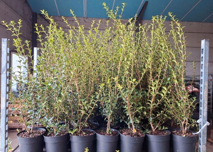 Osmanthus Burkwoodii 60/80 !, Tuin en Terras, Planten | Tuinplanten, Ophalen