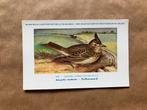 Vogels van België  Nr. 169 Kuifleeuwerik, Ophalen of Verzenden, Ongelopen, Vogel
