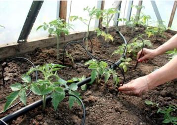 Bewateringssysteem voor 40 plantjes beschikbaar voor biedingen