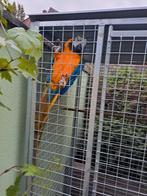 Geel blauwe Ara papegaai met kooi,niet volledig tam, Dieren en Toebehoren, Vogels | Parkieten en Papegaaien