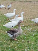 Ganzen, Dieren en Toebehoren, Pluimvee