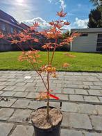 Acer - Super mooie Beni Kawa, Tuin en Terras, Ophalen