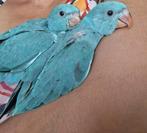 Handtamme babys halsbandparkieten, Dieren en Toebehoren, Vogels | Parkieten en Papegaaien, Geringd