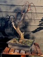 Tamariks bonsai, Tuin en Terras, Ophalen of Verzenden