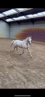 Wegens gebrek aan klein ruitertje op te halen voor €2750, Dieren en Toebehoren, Pony's, Ruin, Onbeleerd, C pony (1.27m tot 1.37m)
