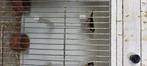 Splitstaartamadine, Dieren en Toebehoren, Vogels | Overige Vogels, Meerdere dieren, Geringd