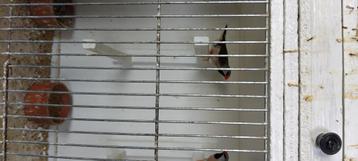 Splitstaartamadine, Plusieurs animaux, Bagué