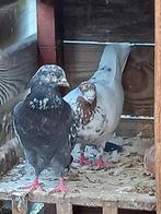 Iraanse duiven, Dieren en Toebehoren, Overige soorten