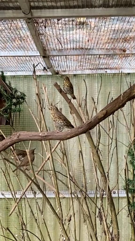 Zanglijsters, Dieren en Toebehoren, Vogels | Overige Vogels, Wildzangvogel, Meerdere dieren, Geringd