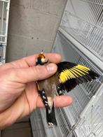 Chardonneret parva male 2025, Animaux & Accessoires, Mâle