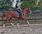 Beloftevolle 3-jarige E-pony/paard, E pony (1.48m - 1.57m), Gechipt, Ruin, Springpony