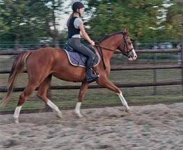 Beloftevolle 3-jarige E-pony/paard beschikbaar voor biedingen