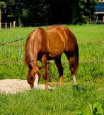 2.jarige Quarter Horse Reining prospect van Lil Joe Cash, Dieren en Toebehoren, Paarden, Westernpaard, Onbeleerd, Hengst, Gechipt