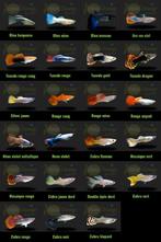 Je reprends tout type de poisson uniquement (GUPPY OU MOLLY), Dieren en Toebehoren, Vissen | Aquariumvissen, Vis