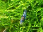 Aura blue (caridina garnalen), Animaux & Accessoires, Poissons | Poissons d'aquarium
