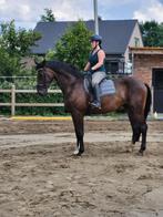 Brave 4 jarige ruin van Diamond First, Dieren en Toebehoren, Paarden, B, Gechipt, Ruin, Dressuurpaard