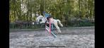 Brave recreatie/spring pony, Dieren en Toebehoren, B, 11 jaar of ouder, E pony (1.48m - 1.57m), Merrie