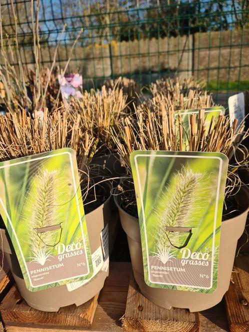 Grassen Pennisetum Alop. Hameln, Tuin en Terras, Planten | Bomen, Ophalen