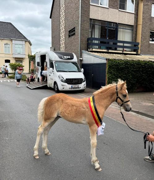 Haflinger hengst en veulen!, Dieren en Toebehoren, Paarden en Pony's | Dekhengsten en Fokmerries, Hengst