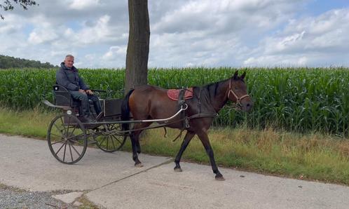 Donkerbruine Ruin 15 jaar 1.55m recreatie, Animaux & Accessoires, Chevaux, Hongre, Débourré, Moins de 160 cm, 11 ans ou plus, Cheval de récréation