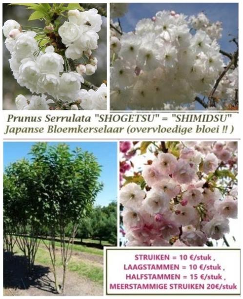 PRACHTIGE JAPANSE SIERKERSELAARS: "SHÓGETSU", STRUIKEN 10€, Tuin en Terras, Planten | Struiken en Hagen, Struik, Overige soorten