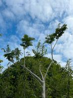 Albizia julibrissin - Persische slaapboom (342cm), Overige soorten, 250 tot 400 cm, Zomer, Ophalen