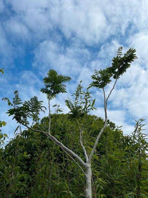 Albizia julibrissin - Persische slaapboom (342cm), Tuin en Terras, Planten | Bomen, Overige soorten, 250 tot 400 cm, Volle zon