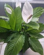 Spathiphyllum, bekend als  lepelplant of vredeslelie, Maison & Meubles, Plantes d'intérieur, Enlèvement